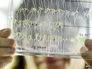 _68302703_c0119184-arabidopsis_seedlings_in_lab-spl.