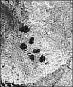 _871930_pleiades150.