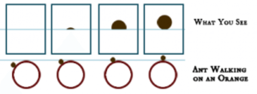 antwalkingonanorange2-300x110.