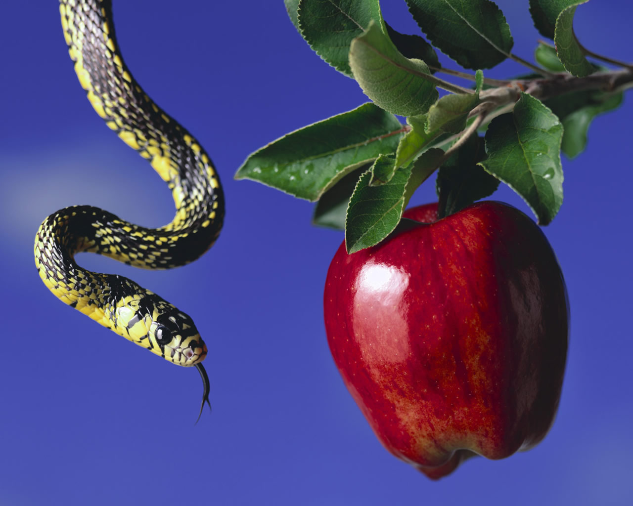 apple-and-snake_1280x1024_2988.