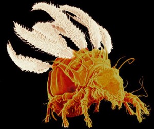 archegozetes-longisetosus-300x251-.5008.