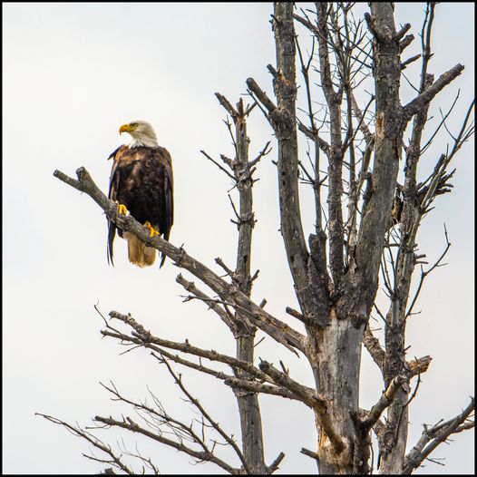 BaldEaglePARRYSOUNDonDaleRoddick.