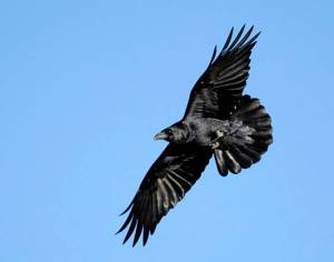 blackraven.