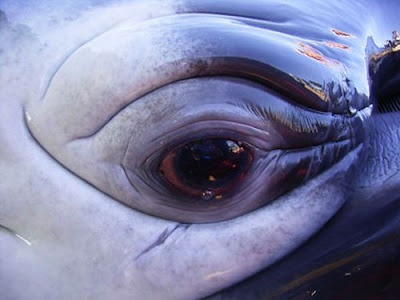 Blue Whale Eye.