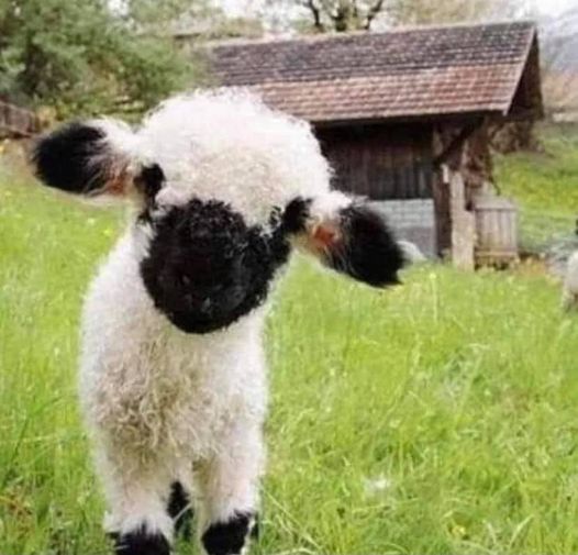 bummersheep.