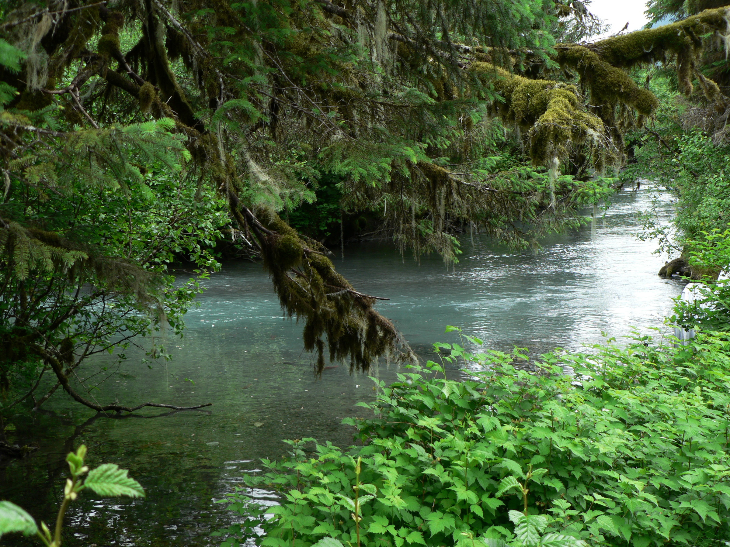 cordova_power_creek_salmon_stream.