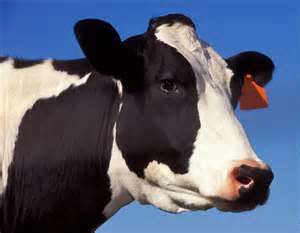 cow.