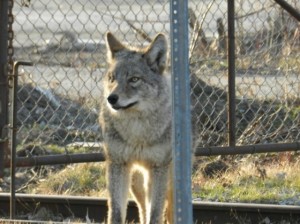 coywolf_Nov6-300x224.