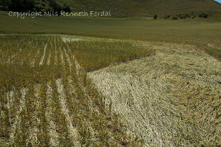 Crop+Circle+At+Cley+Hill,+near+Warminster,+Wiltshire.+Reported+9th+July+2010.