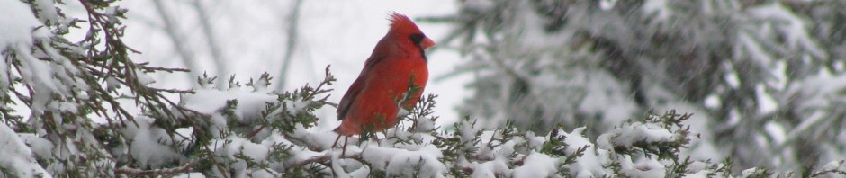 cropped-cardinal.