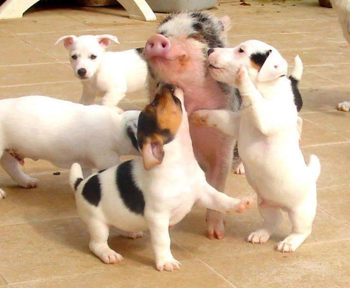 cute1pig.puppies.1622093_830650423617125_184728378_n.