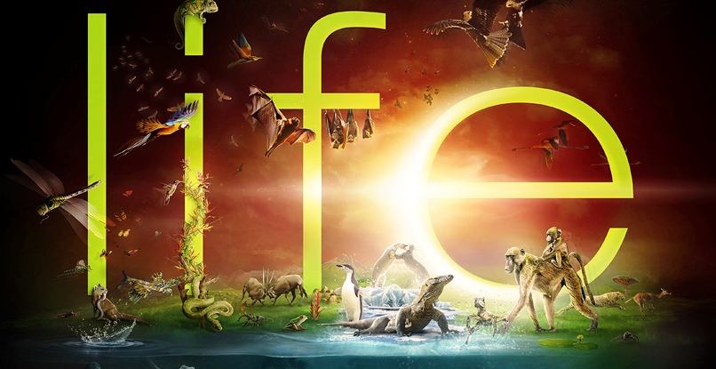 discovery_channel___life_by_he1z1-.28998.