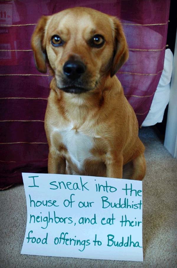 dog-shaming.