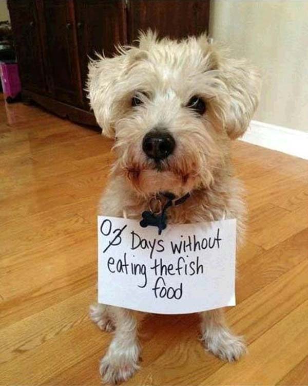 dog-shaming10.