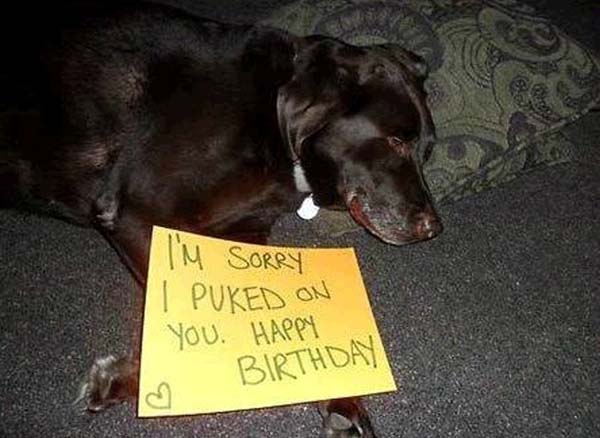 dog-shaming11.