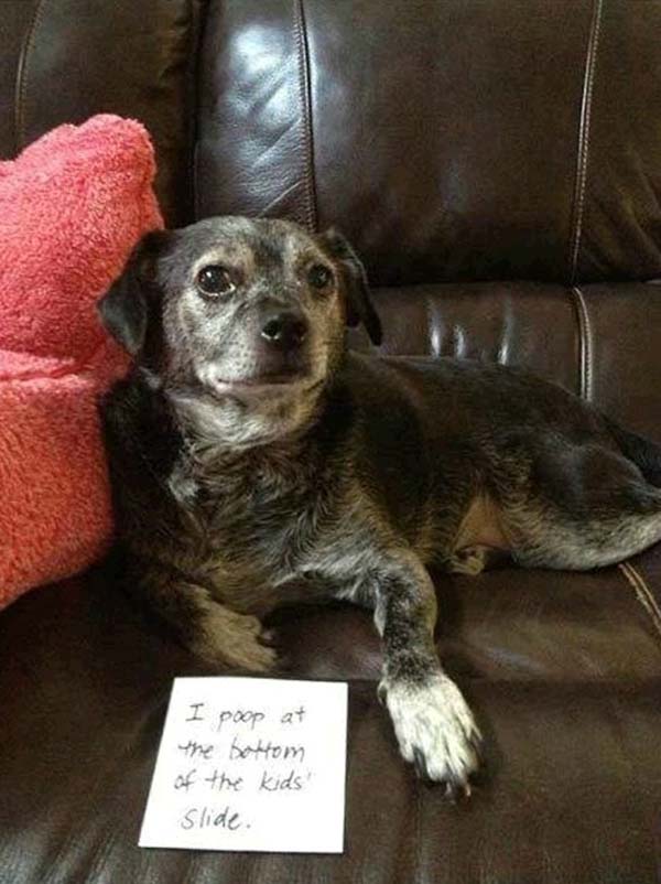 dog-shaming12.