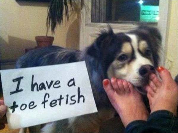 dog-shaming13.