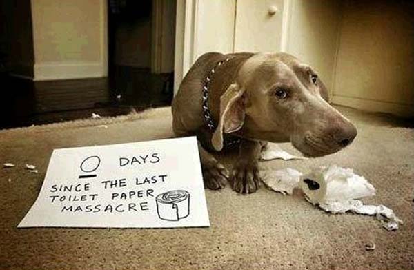 dog-shaming14.