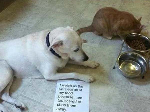 dog-shaming15.