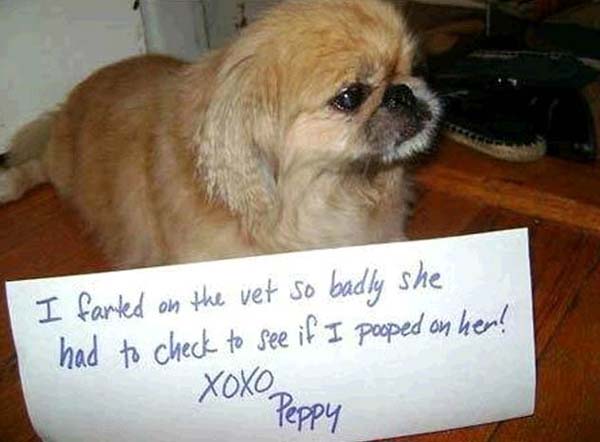 dog-shaming16.