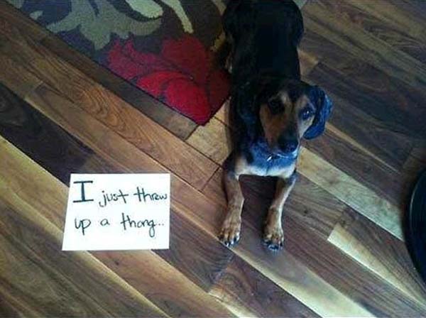 dog-shaming18.