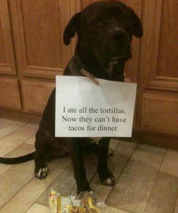 dog-shaming19.