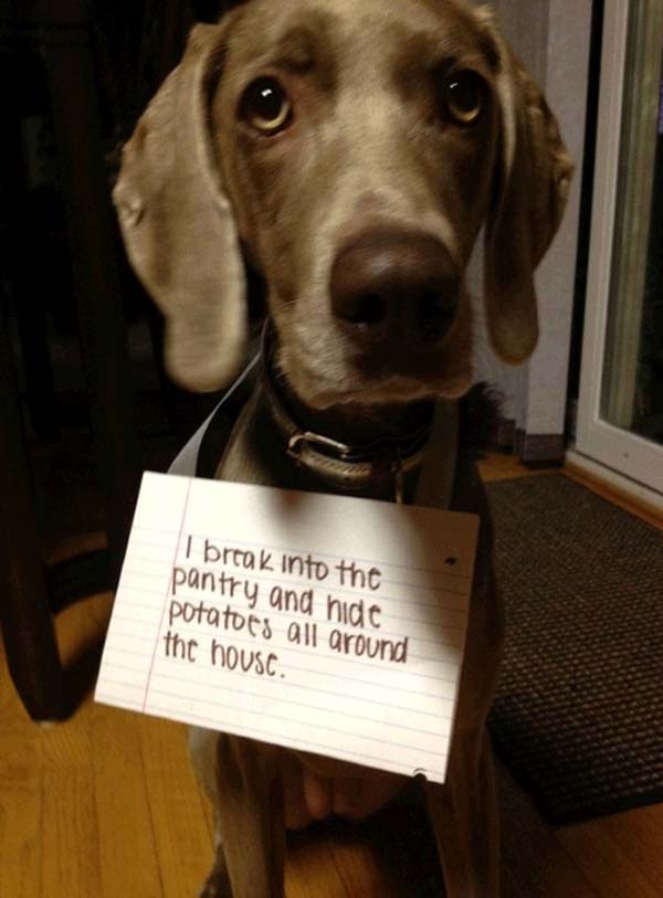 dog-shaming2.