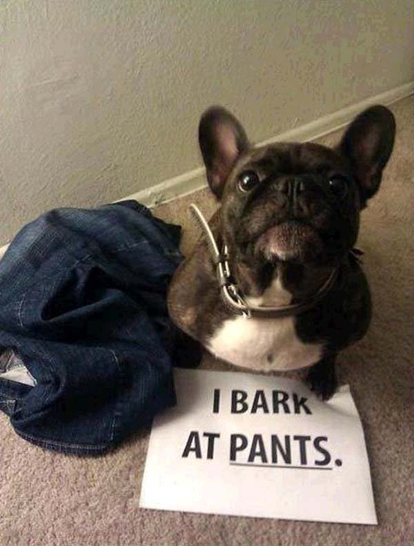 dog-shaming20.