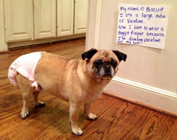 dog-shaming3.