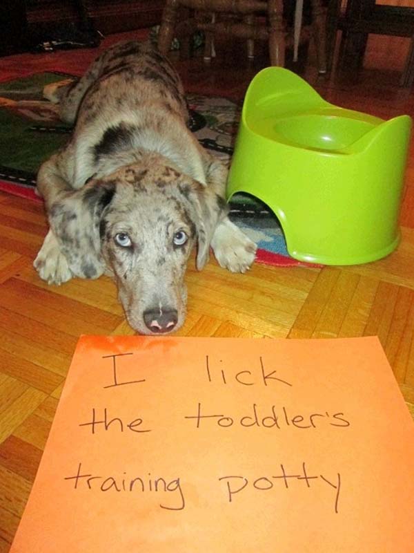 dog-shaming4.