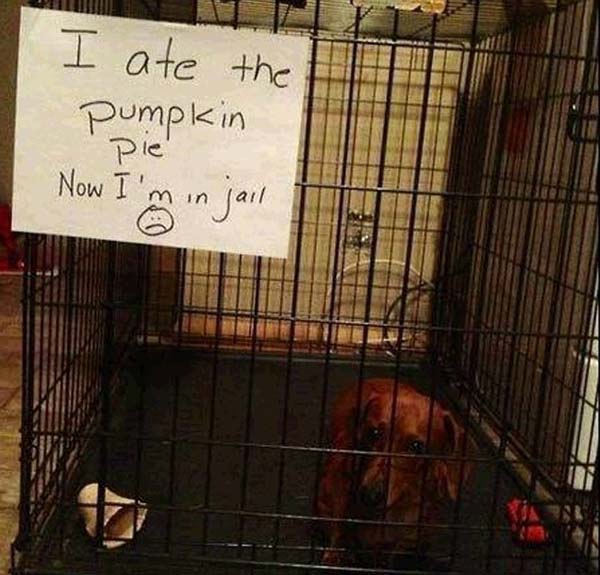 dog-shaming5.