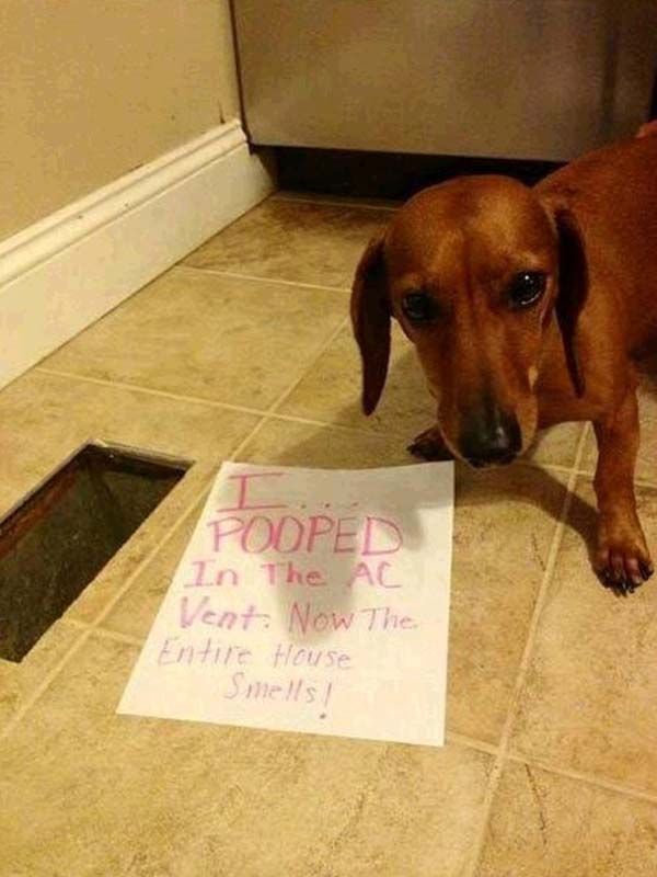 dog-shaming6.