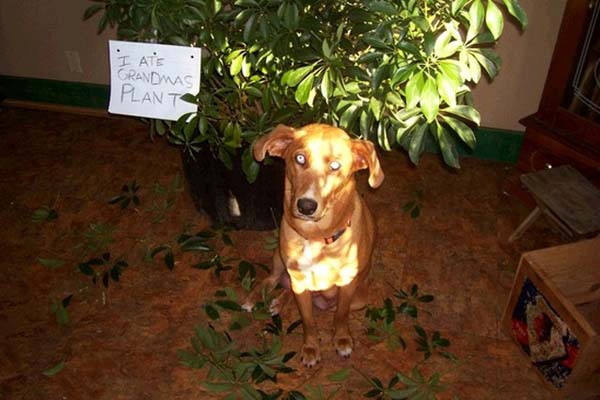 dog-shaming7.