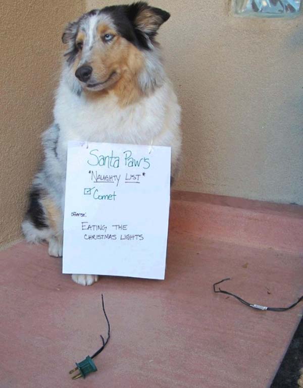 dog-shaming8.