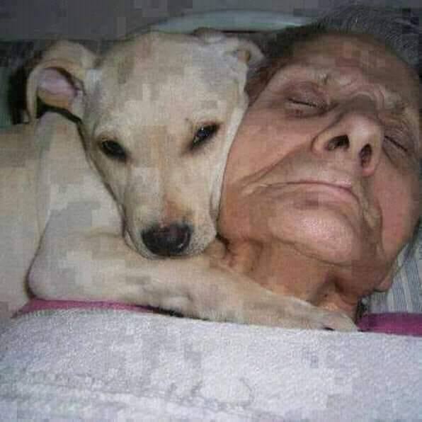 dogwhiteangel.