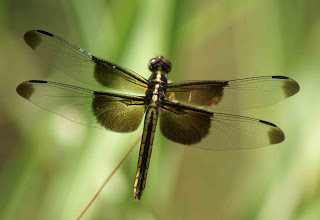 Dragonfly-Crop+Circle-+Change-+Transformation.