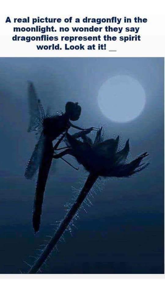 dragonflymoon.