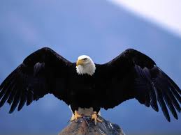 eagle.