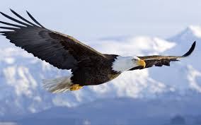 eagle1.