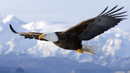 eagle2.