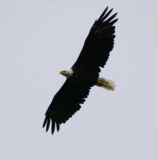 eagleWBtoangusBarbarakendrick.