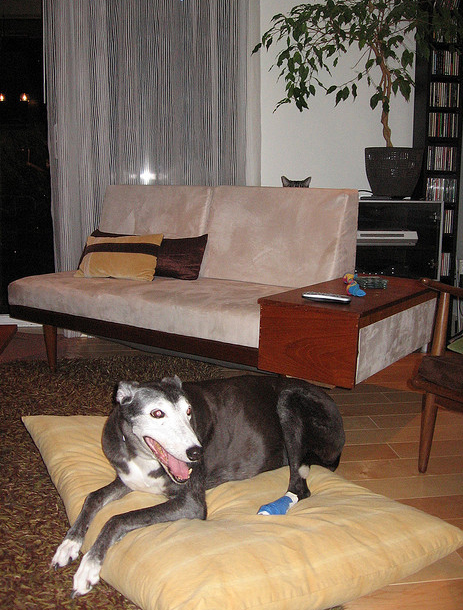 enhanced-buzz-14502-1289310134-3.