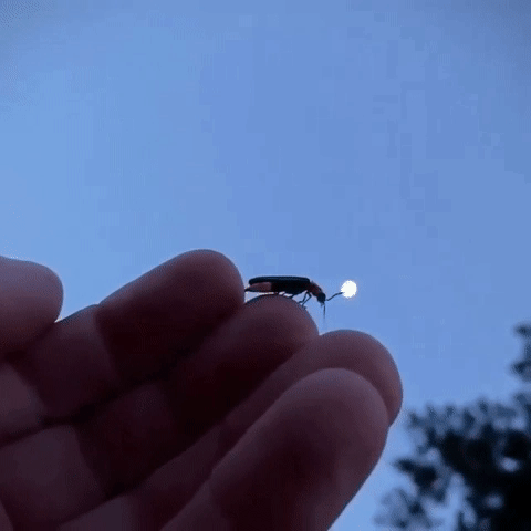 firefly.