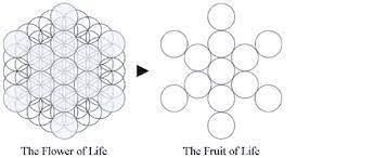 flowerFRUIToflife.