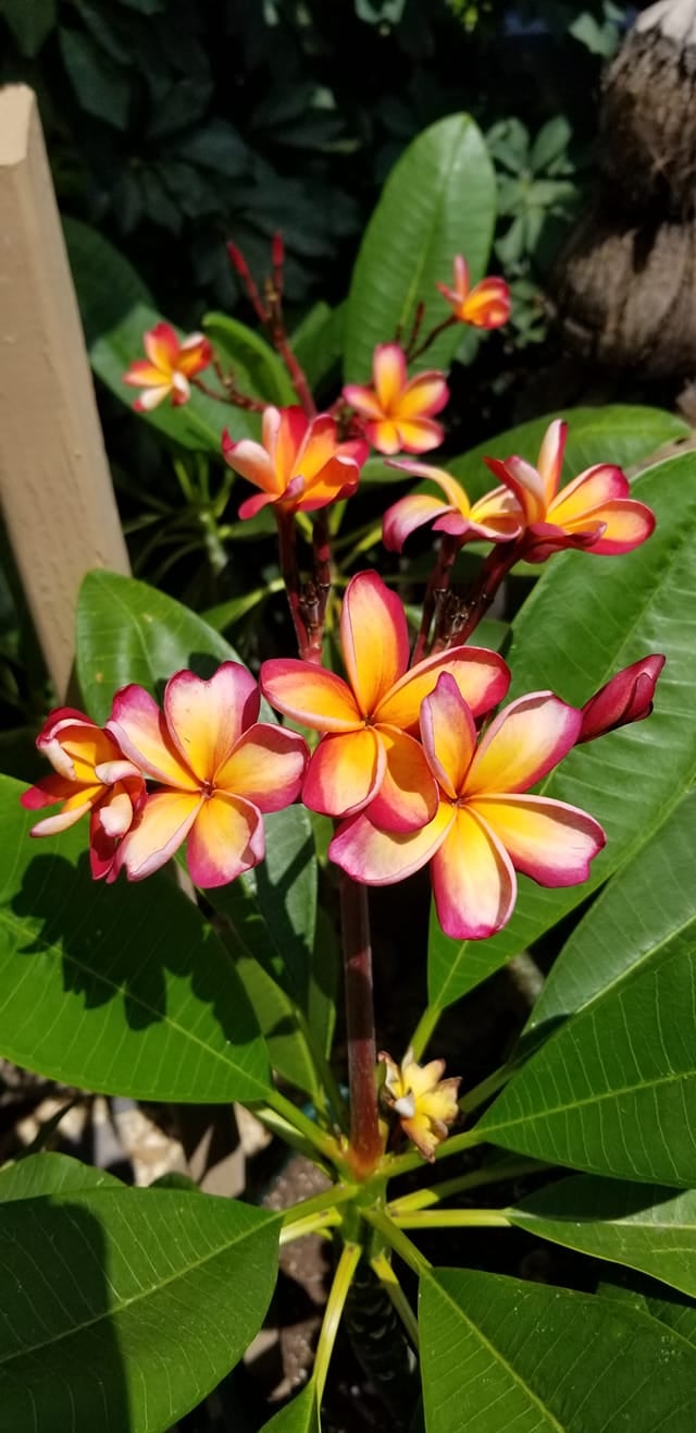 flowersfreemanawesome.