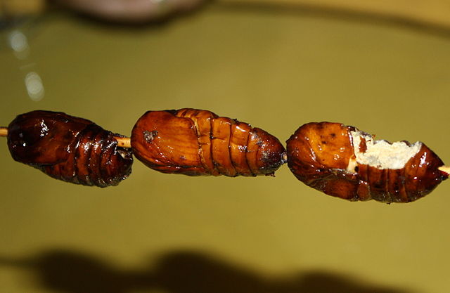 Fried-silkworm-china.