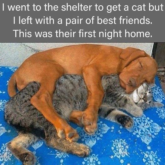 g_p526x296&_nc_cat=107&ccb=1-7&_nc_sid=5cd70e&_nc_ohc=K3POZMbDSx4AX-iSkyw&_nc_ht=scontent-yyz1-1.