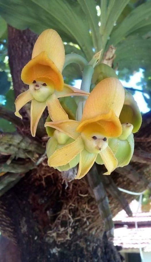 g_p526x296&_nc_cat=109&ccb=1-5&_nc_sid=0debeb&_nc_ohc=FoWF_DmJWnoAX85wgCp&_nc_ht=scontent-yyz1-1.