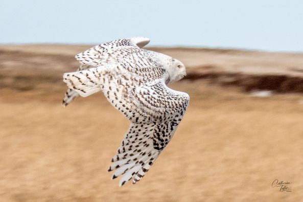 g_p526x395&_nc_cat=109&ccb=1-5&_nc_sid=8bfeb9&_nc_ohc=N8KWtNujuzwAX9Ebd2Z&_nc_ht=scontent-yyz1-1.