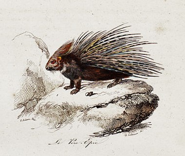 Georges-Louis+Leclerc,+Comte+de+Buffon+(French+naturalist,+1707-1788)+Porcupine.